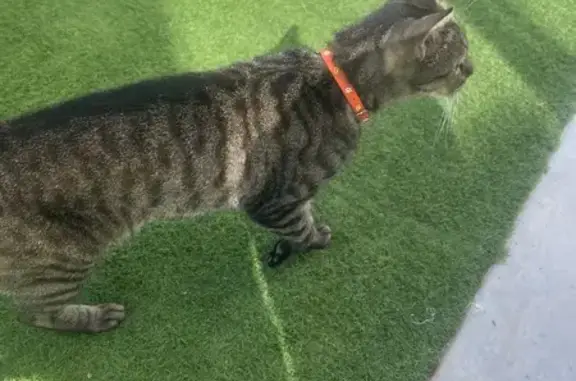 Chat câlin trouvé dans notre jardin à Sète - photo