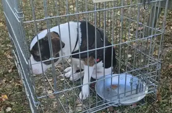 Animaux trouvés Sainte-Geneviève-des-Bois, photo: Chien trouvé en cage Rue du Loing