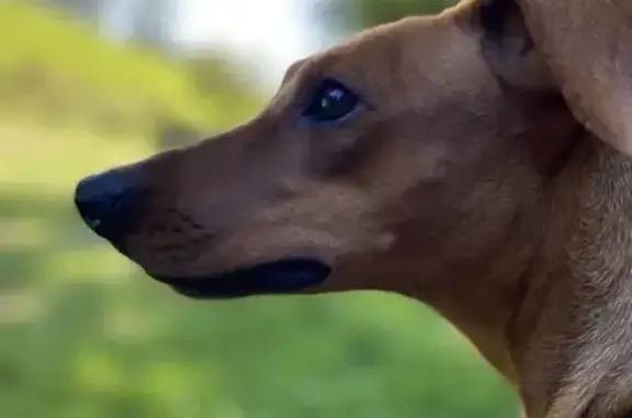 Animaux perdus Bourbonne-les-Bains, photo: Chienne Pinscher 2 ans disparue à Bourbonne