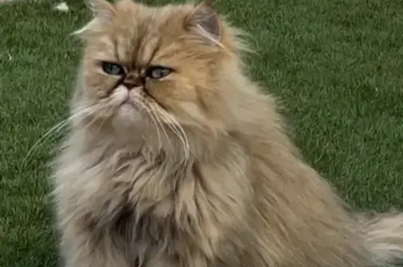 Chat Persan Disparu à Châteauneuf-Grasse - photo