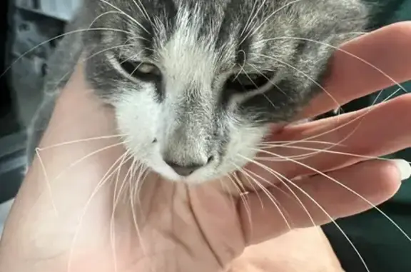 Animaux trouvés Louverné, photo: Chat câlin trouvé rue Denis Papin, Louverné