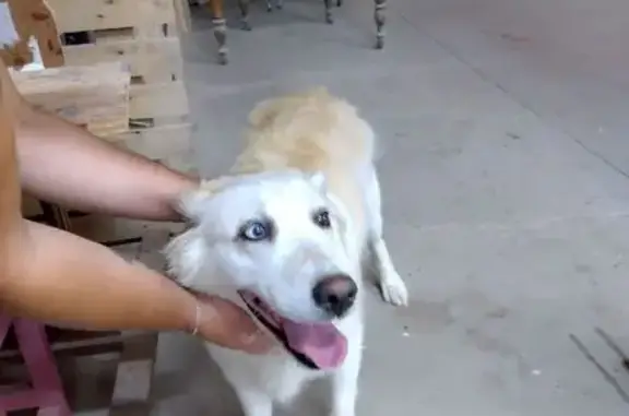 Chienne crème aux yeux vairons trouvée à Neuvy - photo