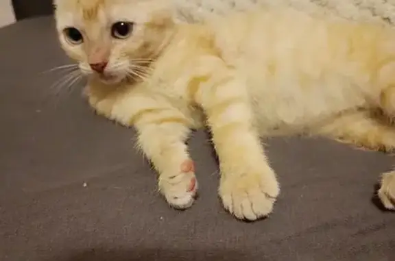 Chaton roux trouvé à Éleu-dit-Leauwette - photo