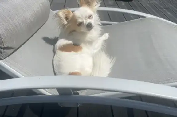 Chien perdu Bourgogne-Franche-Comté, photo : Chihuahua perdu à Monéteau, contactez-nous