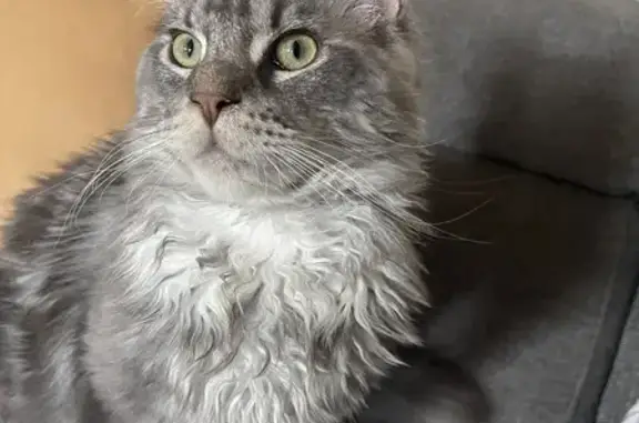 Animaux perdus Paris, photo: Chat Maine Coon Disparu à Paris