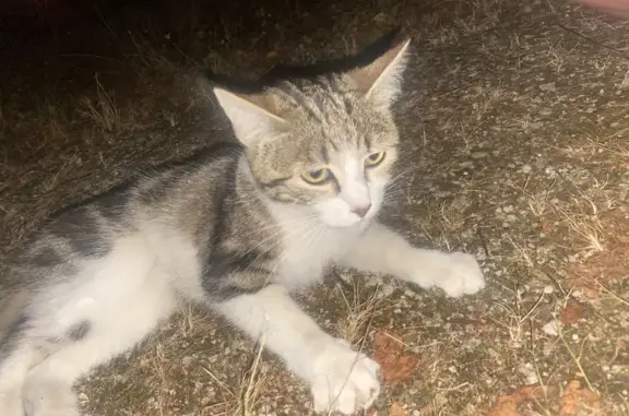 Chatte tigrée et blanche trouvée à Priay - photo