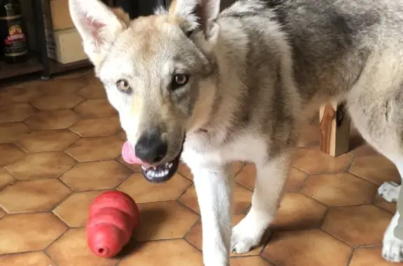 Chien perdu Pleyben, photo : Chien loup Tchécoslovaque de 5 mois perdu