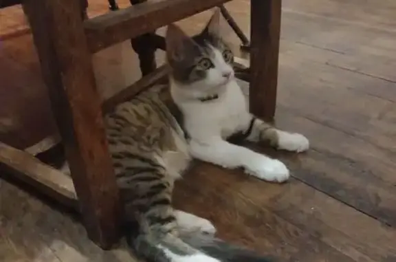 Chat trouvé câlin avec collier noir à Trélissac - photo