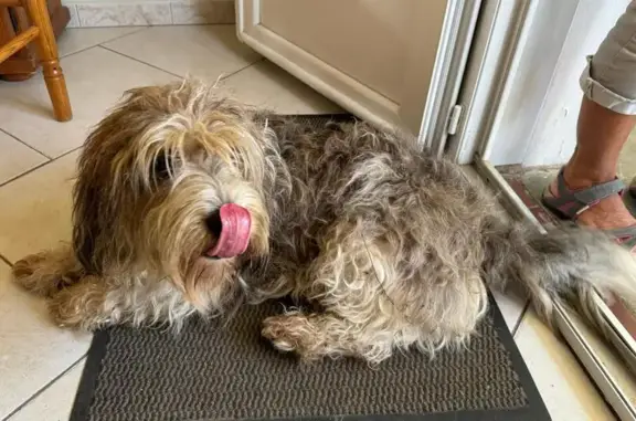 Chien perdu: Petit basset griffon vendéen à St-Jean-de-Monts - photo