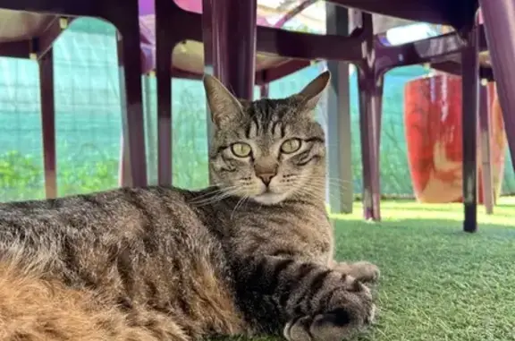 Chat tigré disparu à Mouchard - photo