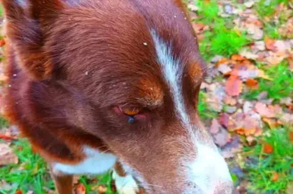 Chien marron poitrail blanc perdu à Agen - photo