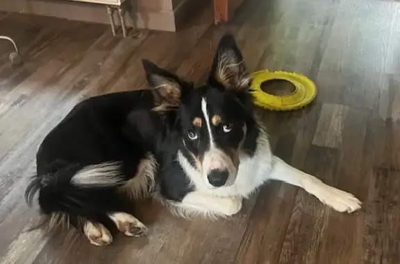Chien perdu: Border Collie mâle, Marlenheim - photo