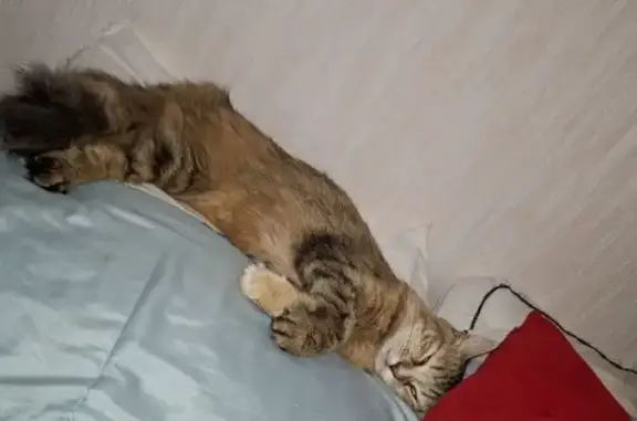 Animaux perdus Nevers, photo: Chatte semi-angora marron perdue à Nevers