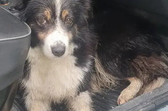 Chien trouvé , photo: Chien croisé trouvé à Peyre en Aubrac