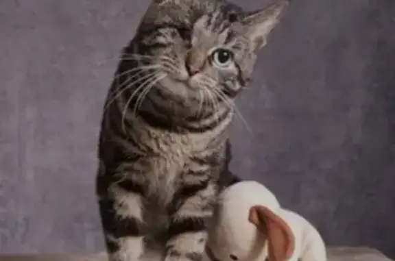 Chat tigré mâle perdu, œil gauche manquant - photo