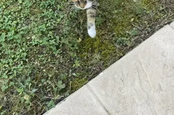 Chatte écaille trouvée Rue des Halles, 11 - photo