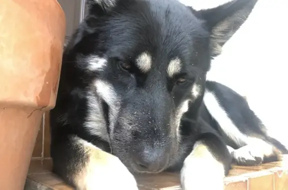 Chienne trouvée en danger, prise en charge à Lunel - photo