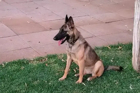 Missing Brown Malinois in Leeuw St, Bloemfontein