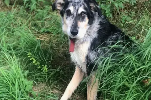 Chien perdu Yssingeaux, photo : Chien type berger auvergnat perdu à Yssingeaux