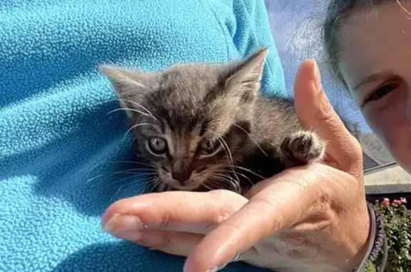 Chaton tigré gris trouvé, Rue de la Forêt - photo