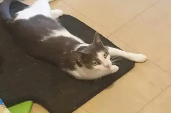 Chatte Biby disparue à Châteaulin - photo
