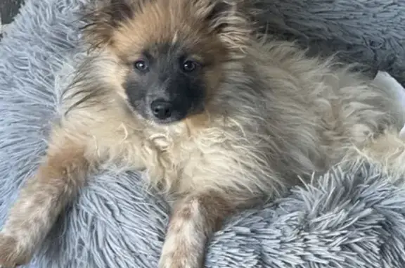 Lost Pomeranian, Male, Hillcrest Ave, Liverpool