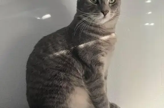 Hermès retrouvé : merci à tous ! 🐱 - photo