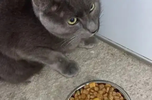 Chat trouvé dans une cave à Blainville-sur-Orne - photo