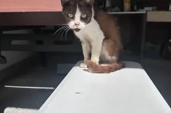 Chat maigre et sale trouvé Rue Massenet - photo