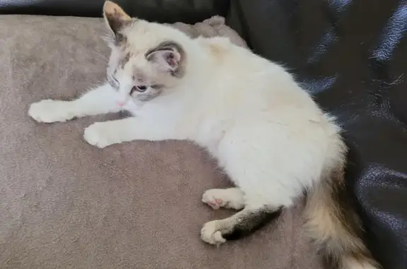 Jeune chatte ragdoll crème trouvée à Valenciennes - photo