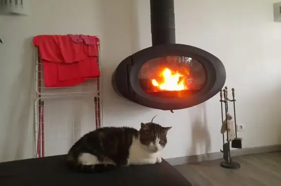 Animaux perdus La Roche-Maurice, photo: Chatte aveugle de 15 ans disparue à La Roche
