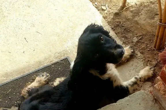 Chienne trouvée mal en point à Castelsarrasin - photo