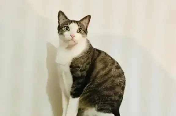 Chat perdu, Biarritz, photo: Chat mâle gris/blanc perdu à Biarritz