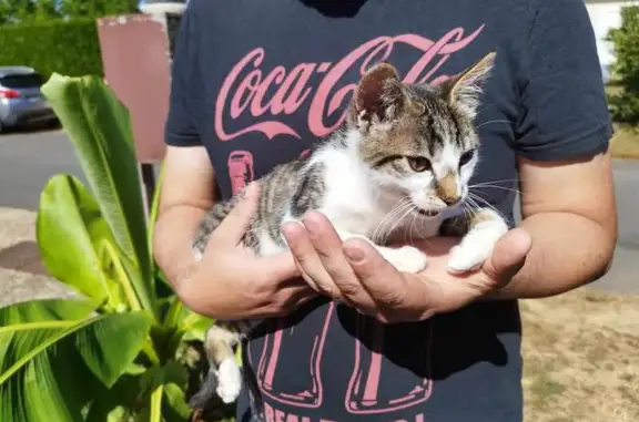 Chat trouvé , photo: Petit chat tigré et blanc trouvé à Gençay