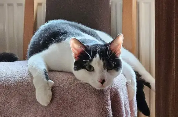 Chatte noire et blanche perdue à Sarreguemines - photo