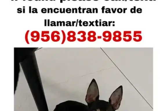 Lost Dog: Black/Brown, Pink Collar, Pharr