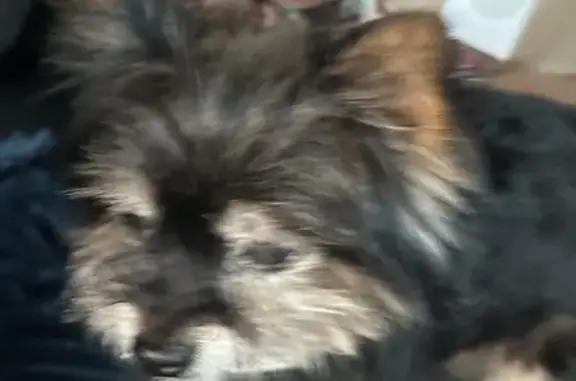 Chien trouvé Mimizan, photo: Petit York/Chiwawa trouvé à Mimizan