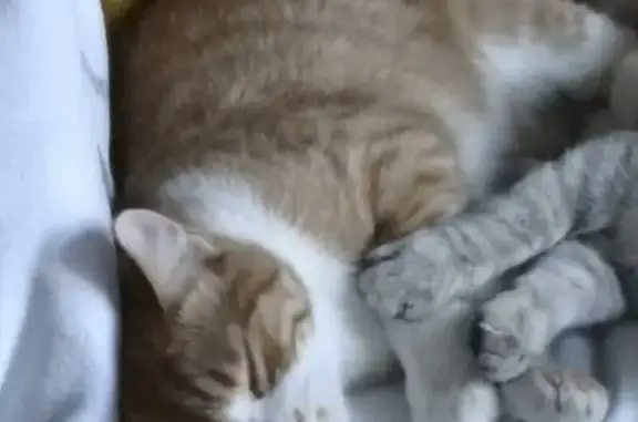 Animaux perdus , photo: Chat roux disparu à Montélier