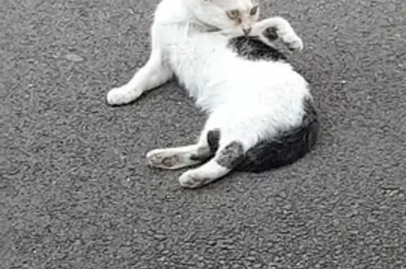 Chat femelle sociable trouvée à Dijon - photo