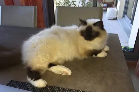 Chat perdu, Vétraz-Monthoux, photo: Chatte Sacré de Birmanie perdue, yeux bleus