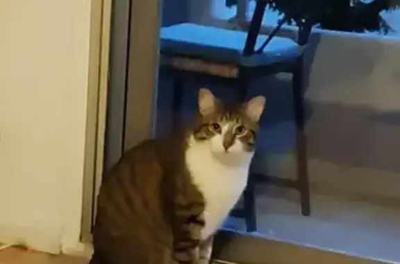 Animaux perdus Lyon, photo: Chat Marcel perdu mercredi soir à Lyon