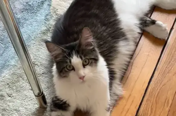 Animaux perdus Tours, photo: Chat UNO perdu, Maine coon gris et blanc, Tours
