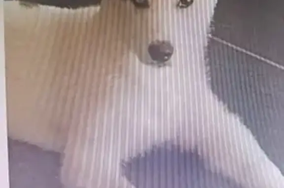 Chien perdu , photo : Chien disparu à Maupas: Falco, 7 mois, blanc/noir