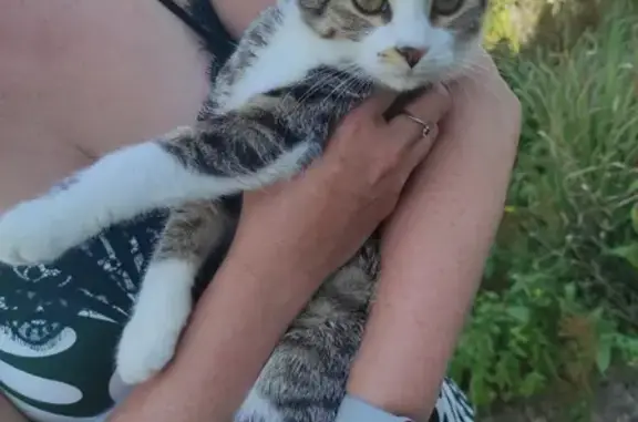 Jeune chat trouvé Rue Louis Maisonneuve - photo