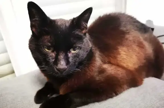 Animaux perdus Sarzeau, photo: Chat noir Bouba disparu à Kermaillard