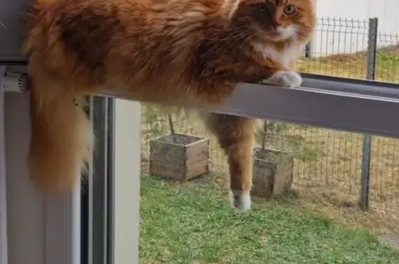 Chat perdu, , photo: Chat roux et blanc perdu à Évry-Courcouronnes