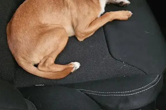 Chien trouvé , photo: Pinscher nain mâle marron/blanc trouvé à Maresches