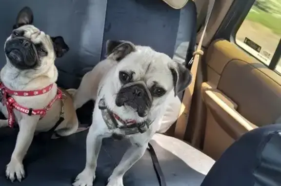 Perros Pug Perdidos en Tijuana: ¡Ayuda!