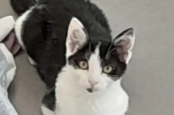 Animaux perdus Reims, photo: Chat noir et blanc perdu secteur Jean Jaurès
