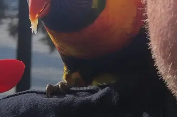 Lost Tame Lorikeet - Help Find Birdie!